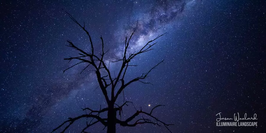 Milky Way behind a silhouetted dead tree Yalara, Northern Territory, Australia