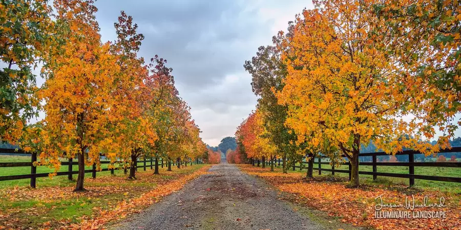 A tree lined driveway in autumn, Pearcdedale, Victoria, Australia