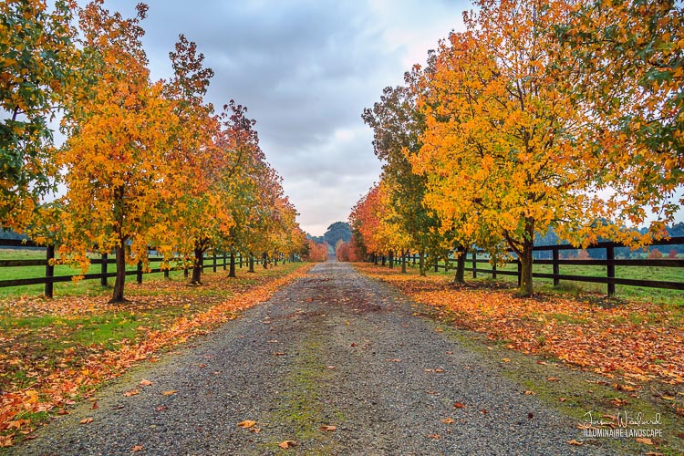 Illuminaire Landscape Photographer Jason Woolard - Victoria