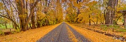 A country lane in autumn near Queenstown, Otago, South Island, New Zealand - landscape photographer